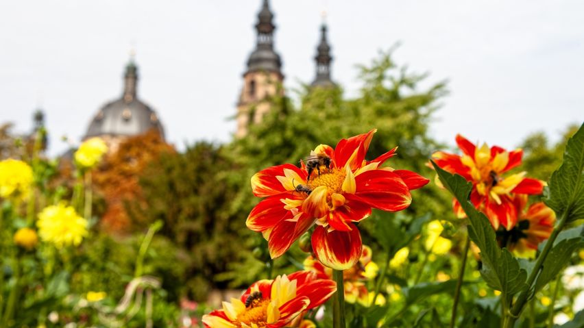 Rund um den Dom soll es auch zur Landesgartenschau blühen und sprießen. Das Bistums Fulda will dabei auch versteckte Gärten öffnen und mit einem bunten Programm bespielen. Fotos (Archiv): Bistum Fulda / Burkhard Beintken