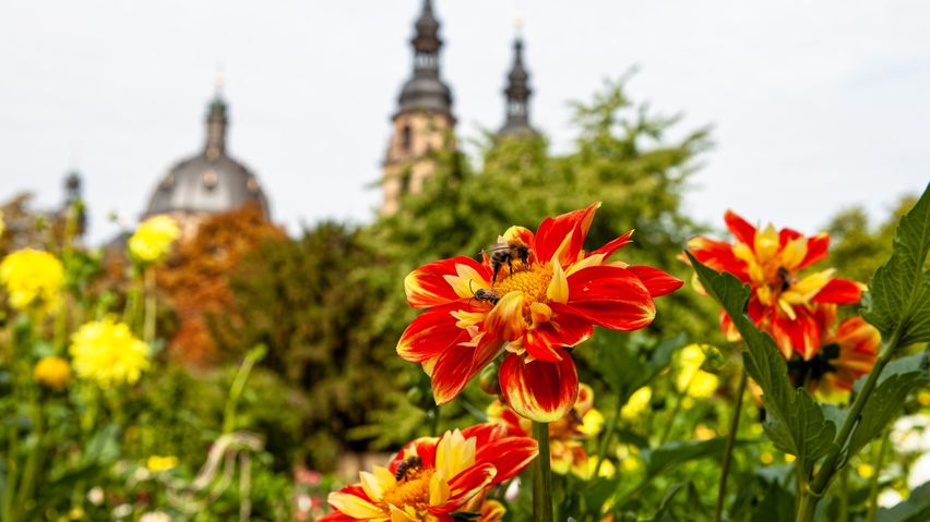 Rund um den Dom soll es zur Landesgartenschau blühen und sprießen. Das Bistums Fulda will dabei auch versteckte Gärten öffnen und mit einem bunten Programm bespielen. Foto (Archiv): Bistum Fulda / Burkhard Beintken